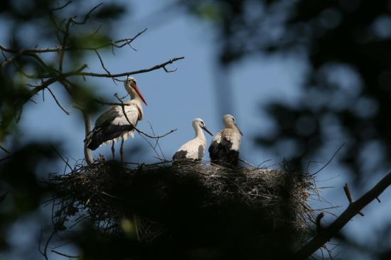 13 2014 cigogne blanche et cigogneaux au nid le teich 15 juin 10