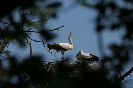 13 2014 cigogne blanche et cigogneaux au nid le teich 15 juin 7