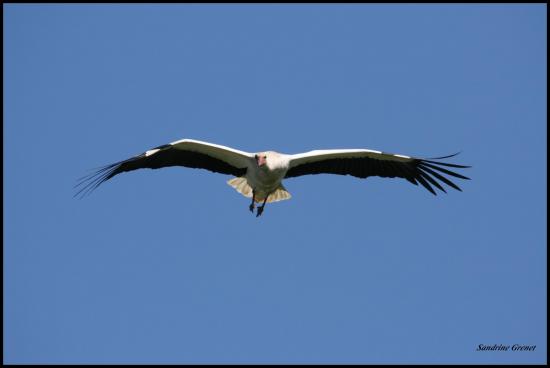 2014 cigogne blanche en vol le teich 17 avril m le