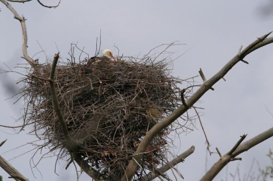 2014 cigogne blanche le teich 26 mars 7