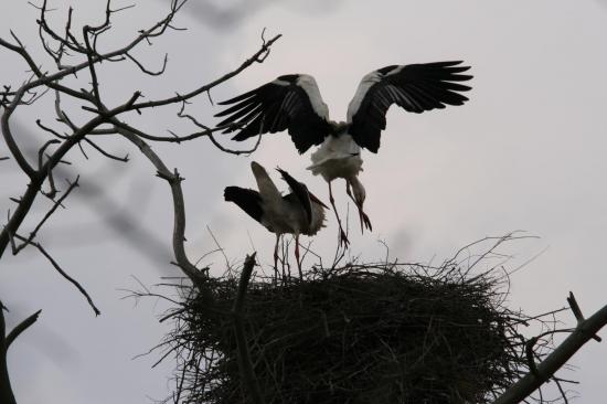 2014 cigogne blanche le teich 26 mars accouplement 11