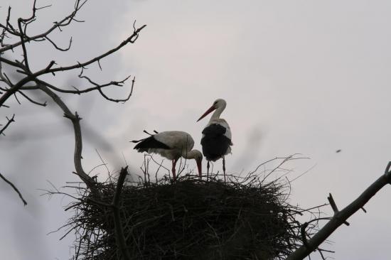 2014 cigogne blanche le teich 26 mars accouplement 12