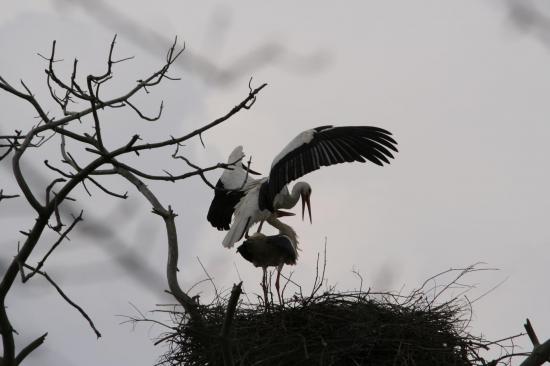 2014 cigogne blanche le teich 26 mars accouplement 2