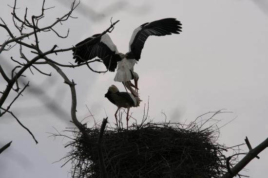 2014 cigogne blanche le teich 26 mars accouplement 3