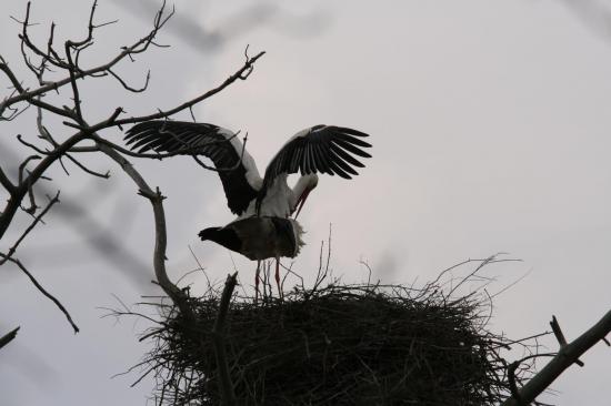 2014 cigogne blanche le teich 26 mars accouplement 8