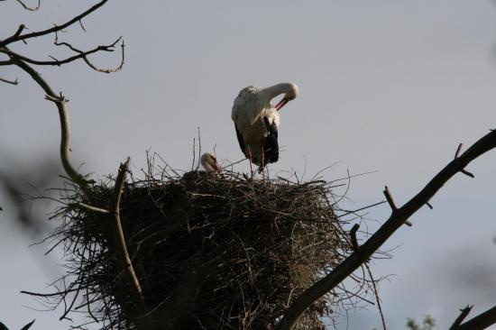 5 2014 femelle cigogne blanche qui attend le m le pour am nager le nid de mousse le teich 6 avril 10