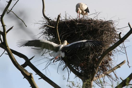 5 2014 femelle cigogne blanche qui attend le m le pour am nager le nid de mousse le teich 6 avril 3