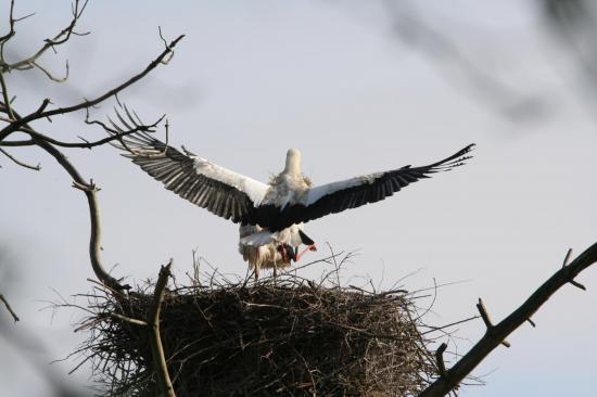 5 2014 femelle cigogne blanche qui attend le m le pour am nager le nid de mousse le teich 6 avril 4