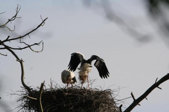 5 2014 femelle cigogne blanche qui attend le m le pour am nager le nid de mousse le teich 6 avril 5