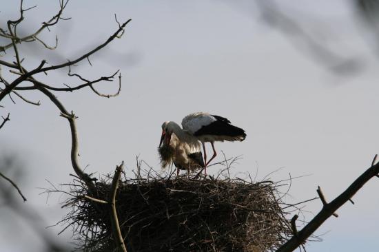 5 2014 femelle cigogne blanche qui attend le m le pour am nager le nid de mousse le teich 6 avril 6