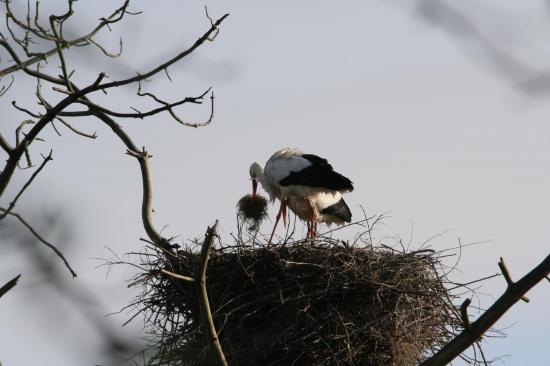 5 2014 femelle cigogne blanche qui attend le m le pour am nager le nid de mousse le teich 6 avril 7