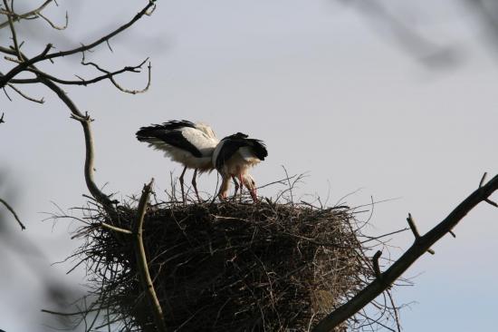 5 2014 femelle cigogne blanche qui attend le m le pour am nager le nid de mousse le teich 6 avril 8