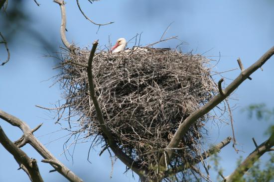 6 2014 cigogne blanche au nid le teich 17 avril femelle